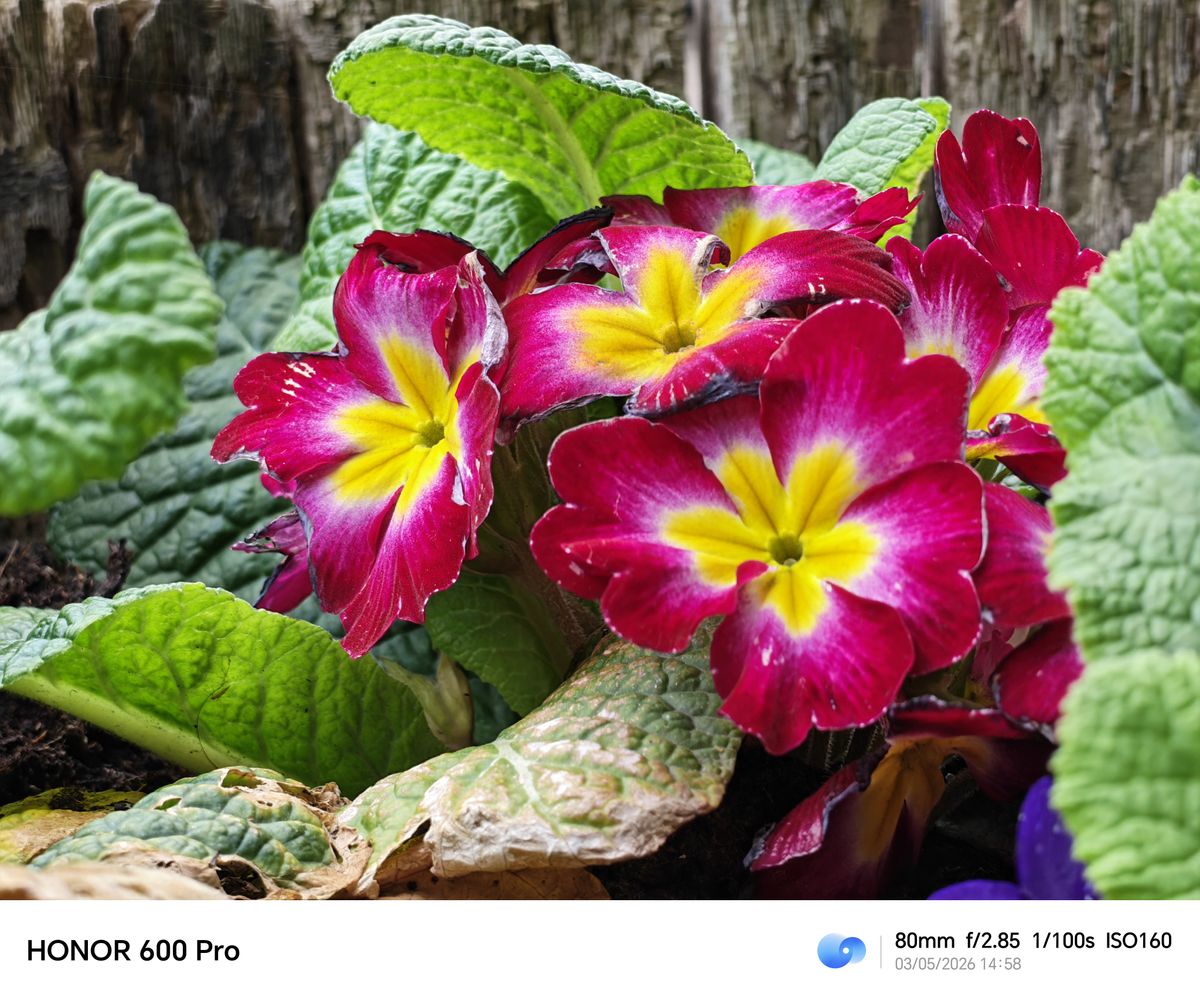Close-up of bright pink and yellow primrose flowers among green leaves