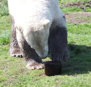 One of the polar bears at the Highland Wildlife Park in Scotland enjoys a frozen treat on a warm day.