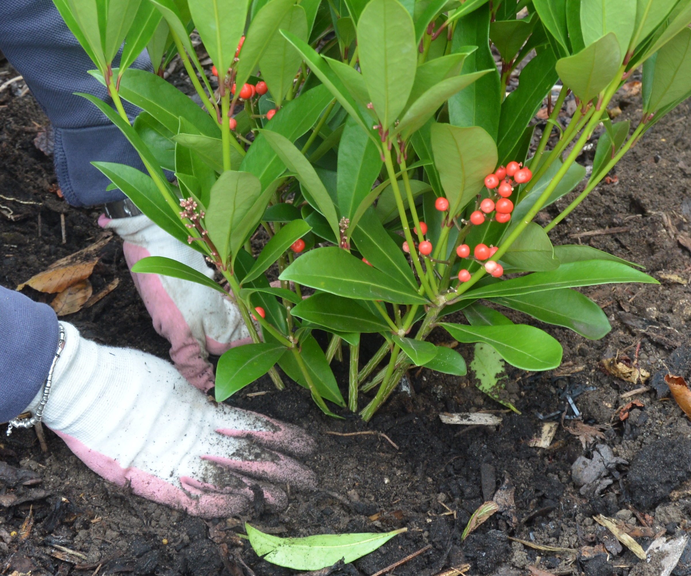 Close up of a laurel shrub being planted