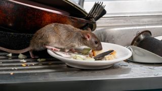 A rat eating food from a plate in a kitchen