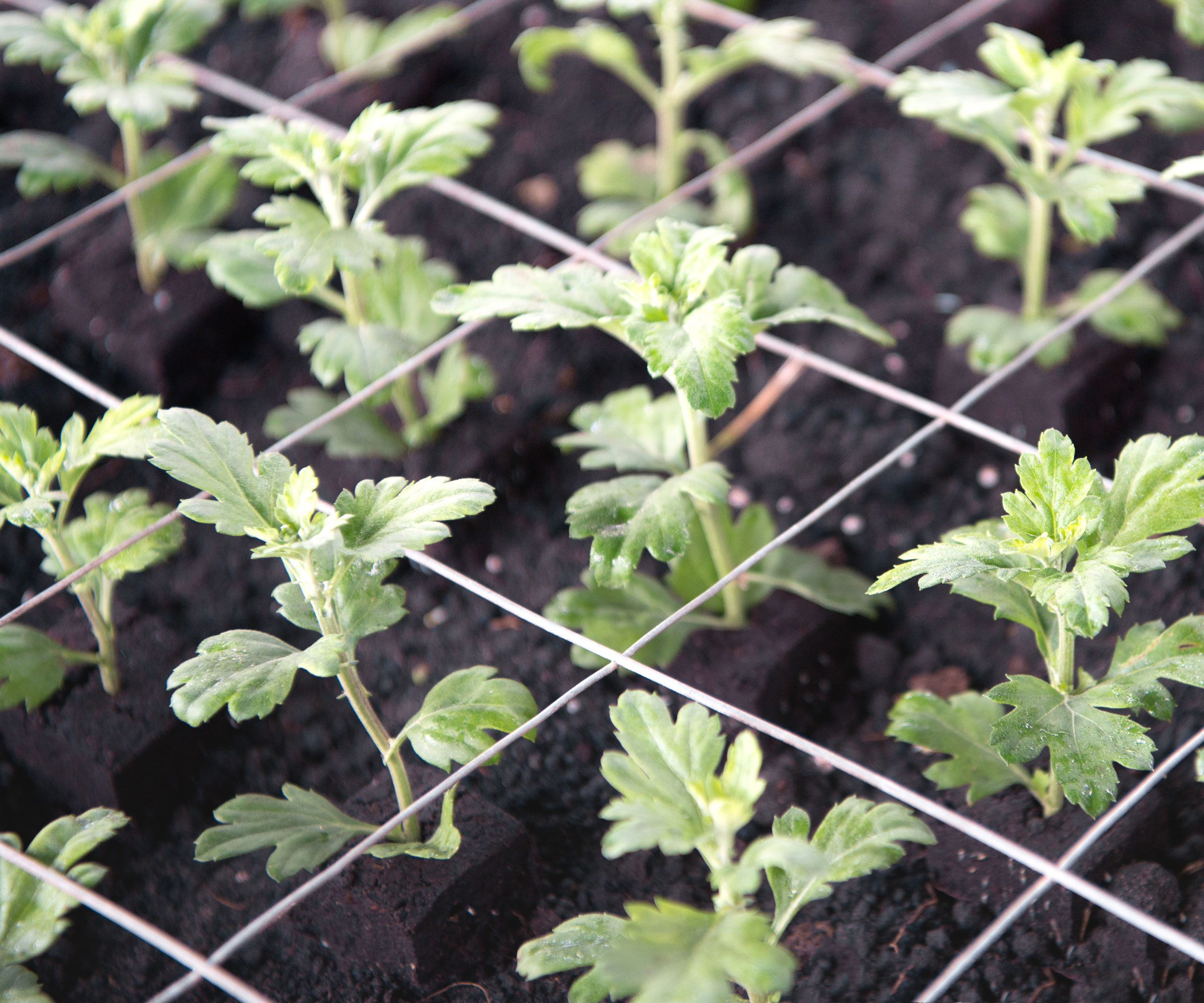 chrysanthemum cuttings in tray with string support