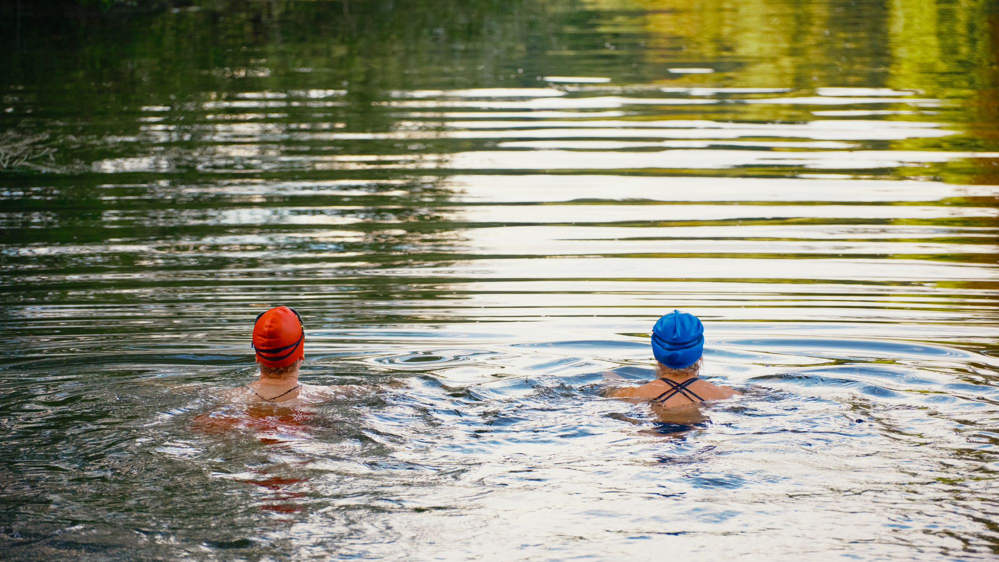 Open water swimmers in the River Thames