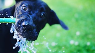 A black Labrador mix puppy dog drinks from a water hose; the water is spraying and splashing around her snout.
