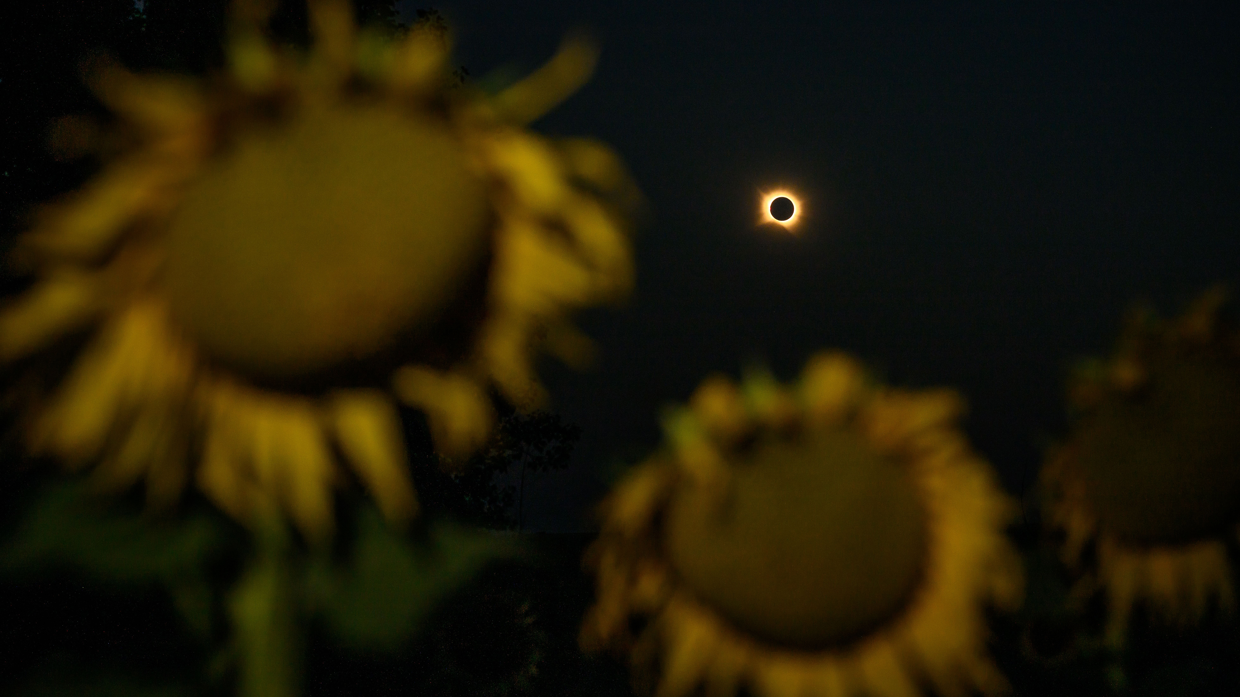 PALENCIA, SPAIN - AUGUST 12: A total solar eclipse is seen above sunflowers on August 12, 2026 in Palencia, Spain. It was the first time a total solar eclipse, when the sun is blocked by the moon's orbit, could be viewed from Spain since 1905. (Photo by Leon Neal/Getty Images)