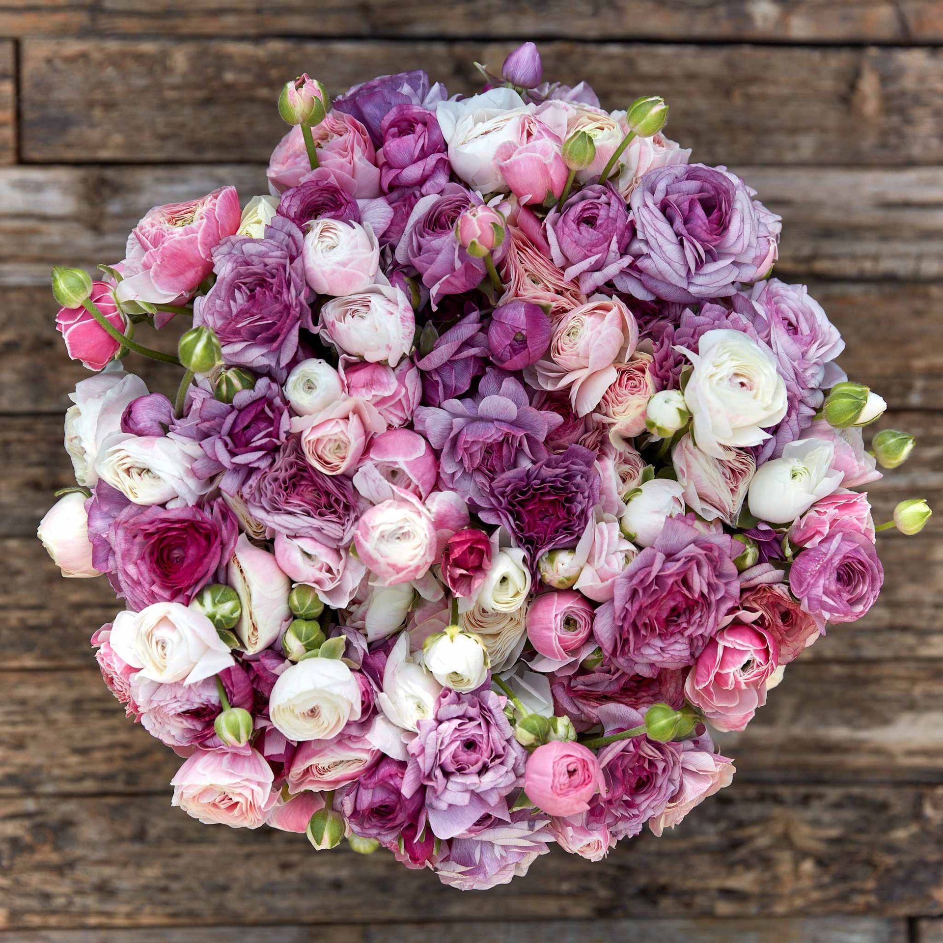 Ranunculus Bulbs - Secret Garden Mix