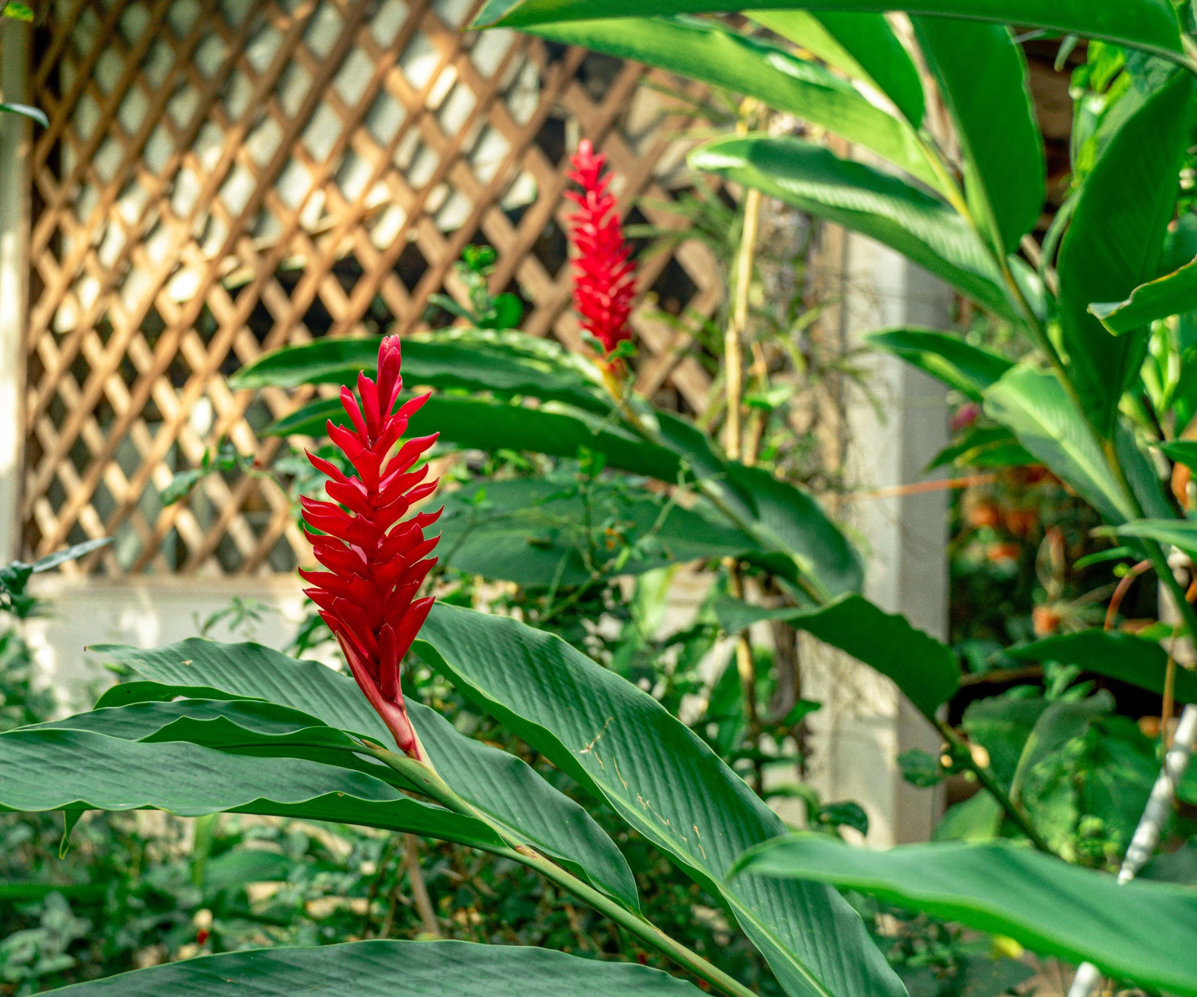 close up of Red ginger plant