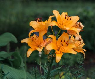 Orange lilies in bloom with green foliage