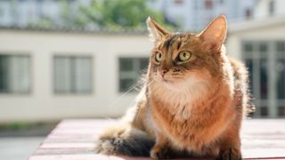 Popular cat breeds