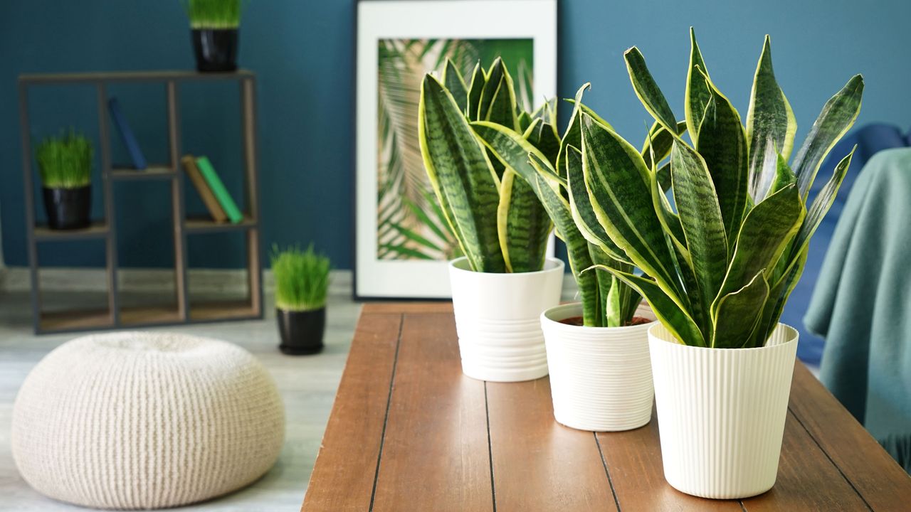 Some popular houseplants can be toxic to humans and animals