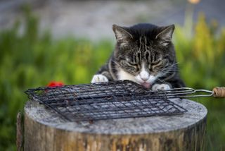 4 reasons you should never let pets eat BBQ food: cats can be tempted