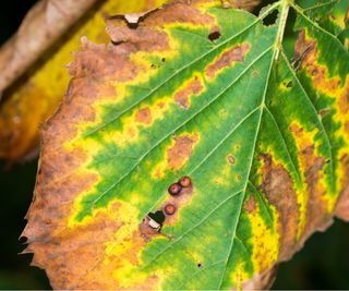 Leaf scorch