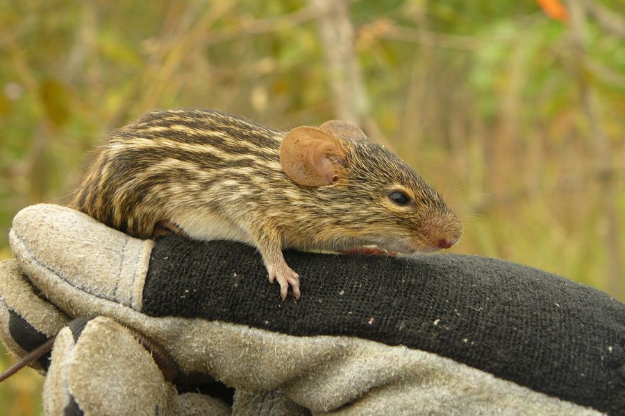 Gabon rodent, Central African Republic