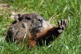 Woodchuck or marmot stretching