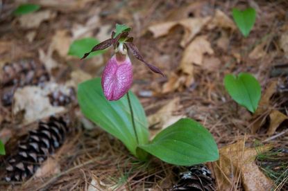 Wild Lady Slipper Orchids Growing A Lady Slipper Wildflower