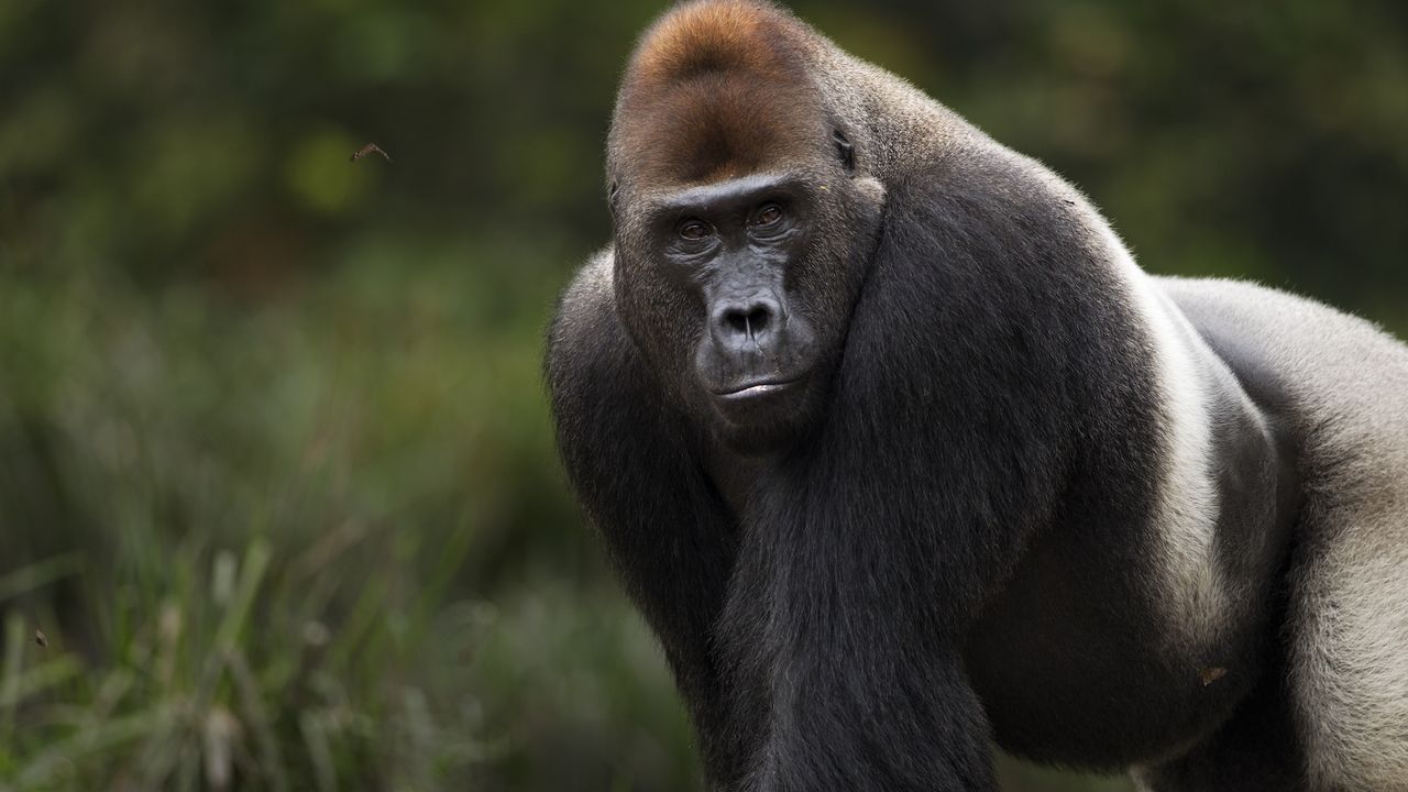 a gorilla looks at the camera