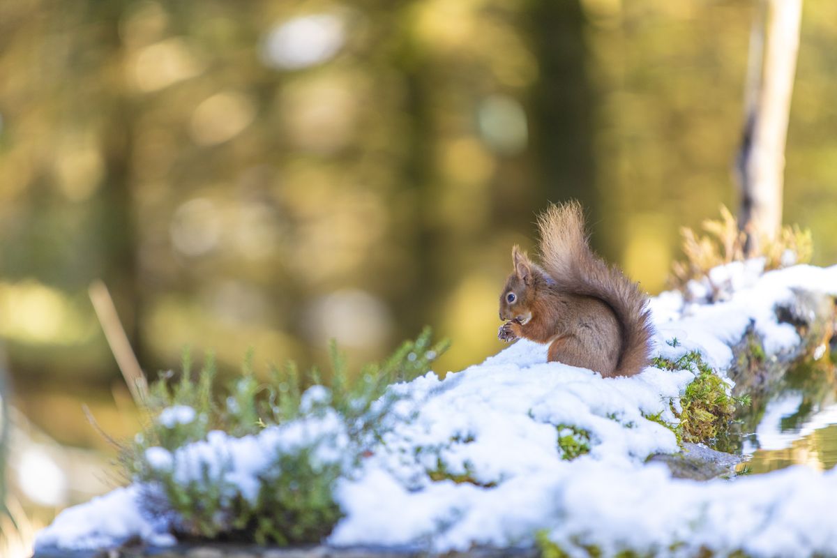Wildlife