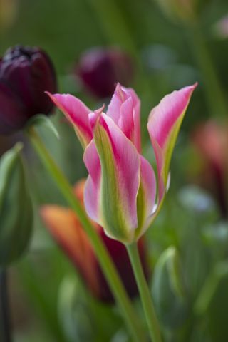 Tulip