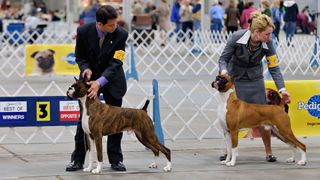 Two boxers at show