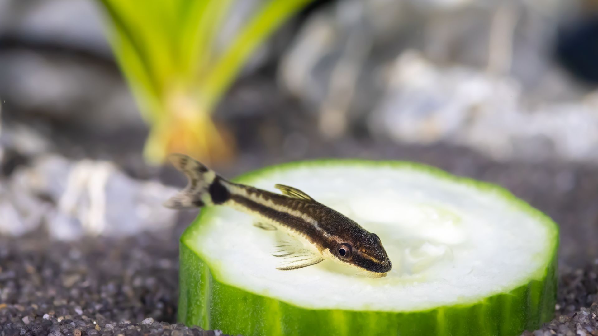 Otocinclus Catfish