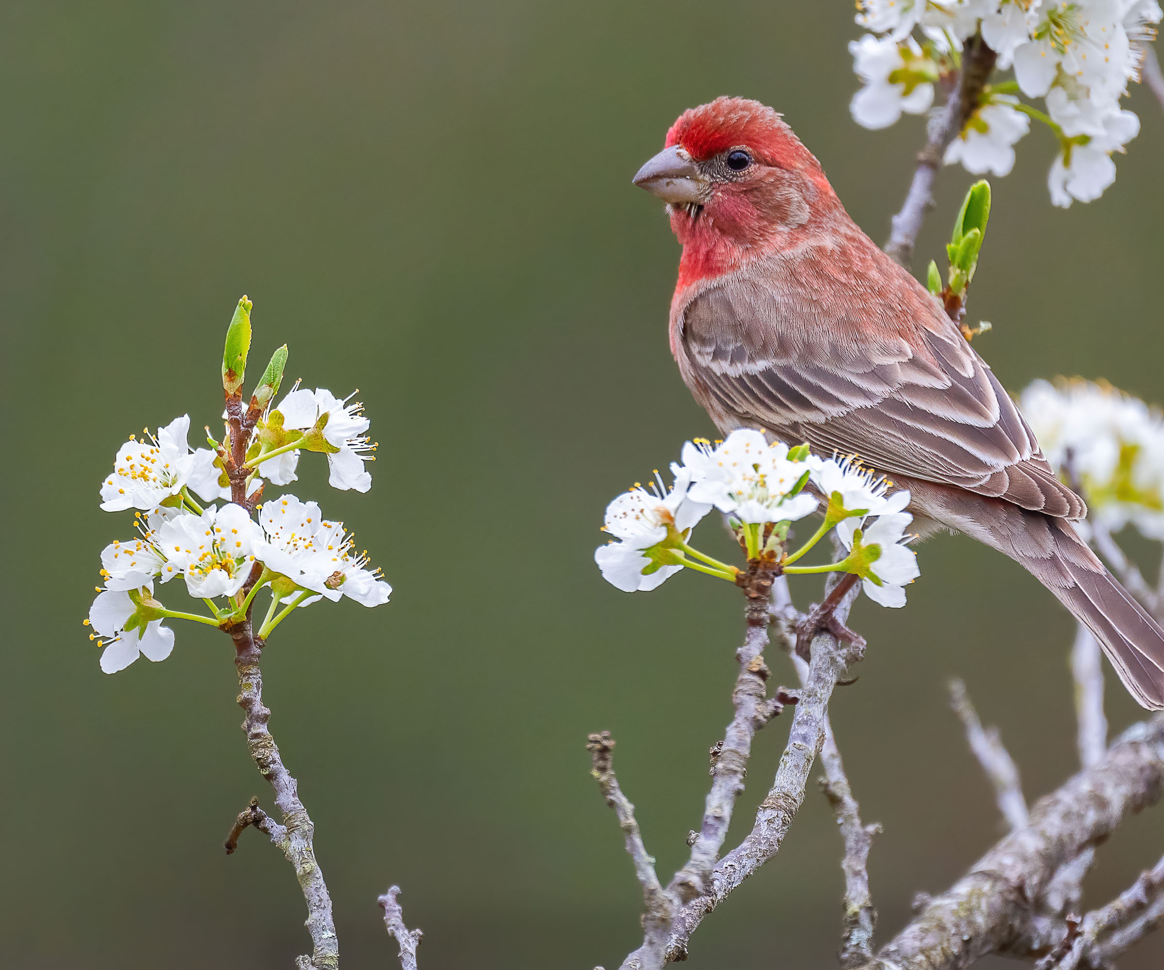 male house finch sitting in tree