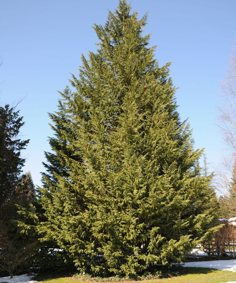 Best fastgrowing trees 10 trees to bring superfast impact Gardeningetc