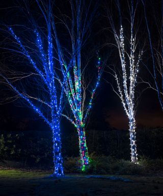 outdoor trees decorated in multicoloured fairy lights for Christmas