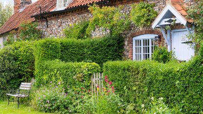 best living fence plants – hedge outside of cottage