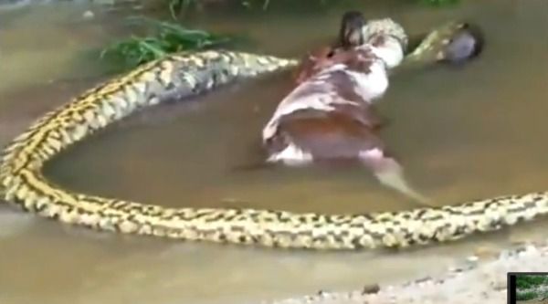 Anaconda Vomited Goat Not Cow Snakes Live Science