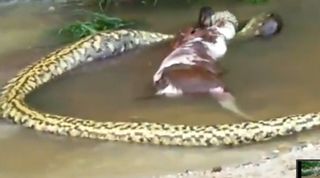 The anaconda took just over a minute to regurgitate the entire animal.