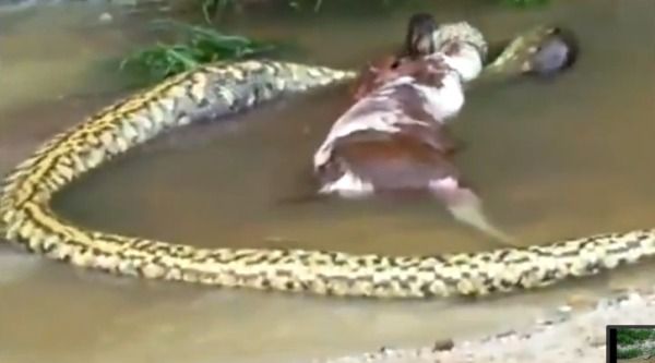 anaconda-vomited-goat-not-cow-snakes-live-science