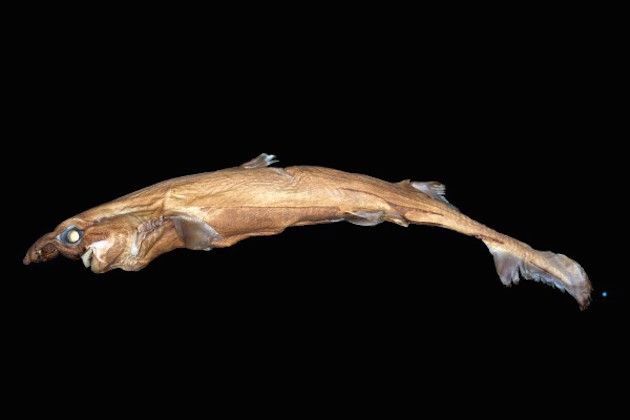Super Schnozzle: Tiny, Glow-in-the-Dark Shark Has a Huge Nose