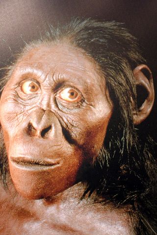 Australopithecus africanus, human ancestor, missing link
