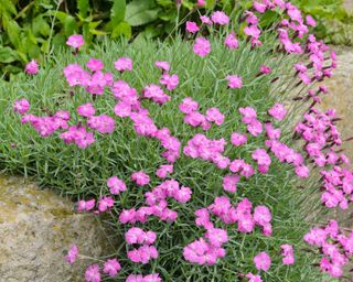 purple flowers of Cheddar pink (Dianthus gratianopolitanus) in a rock garden