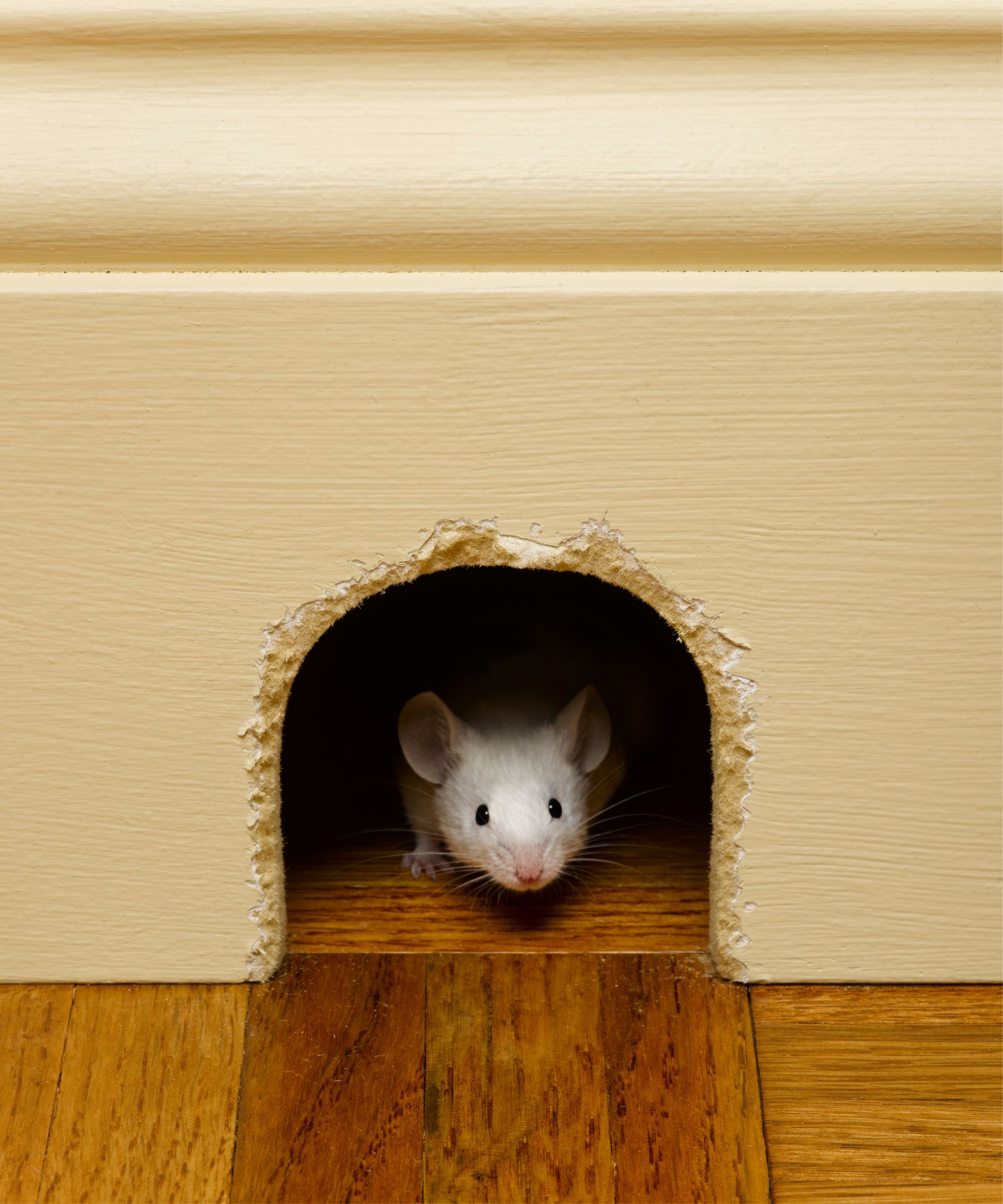 Mouse peeking out of mouse hole