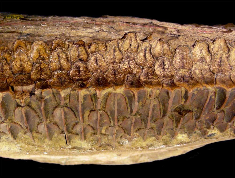 hadrosaurid dinosaur teeth