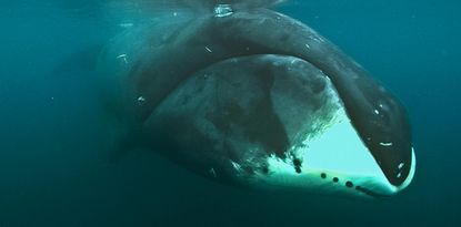 Oldest living whale's genome could unlock the secret to living longer
