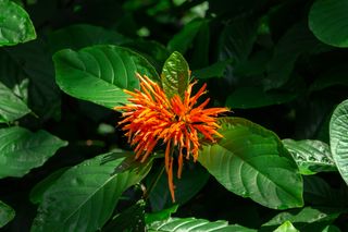 Mexican honeysuckle (Justicia spicigera)