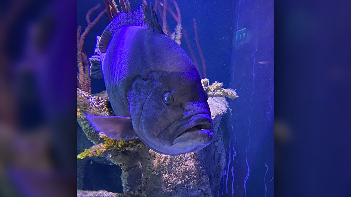 A birthday celebration helped sad grouper Mikko turn that frown upside down.