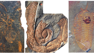 A trio of arthropods unearthed at a fossil site in Morocco. 