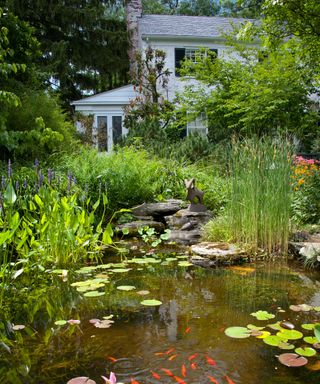 naturalistic garden pond with planting and fish