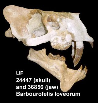 The Barbourofelidae are an extinct family of catlike carnivores with impressive upper canines. Millions of years before sabertooth cats, they independently evolved the same combination of dagger teeth and robust arm bones.