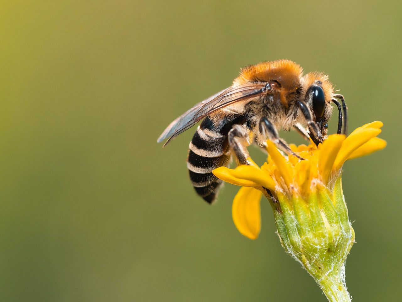 Honey bees and humans have a symbiotic relationship.