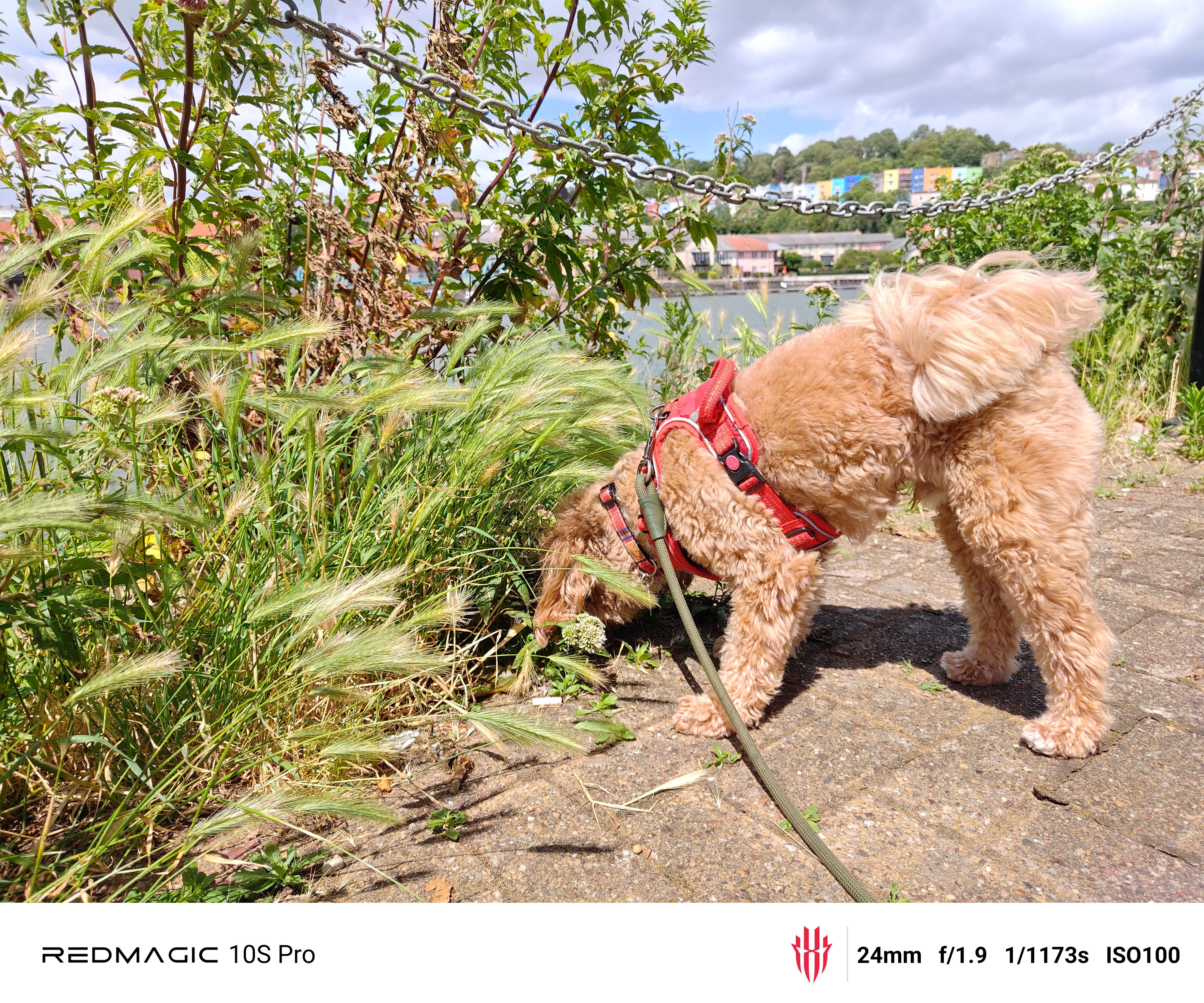 Image of a dog sniffing some long grass against a backdrop of colorful houses, shot on RedMagic 10S Pro