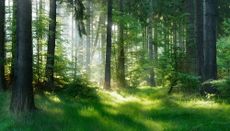 wilderness