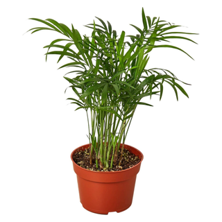 A potted live parlor palm plant