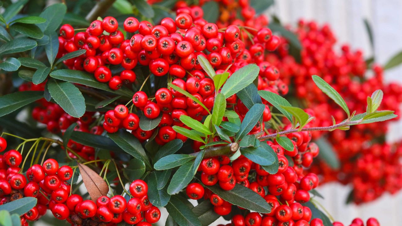 Cotoneaster care and growing guide: expert advice | Gardeningetc