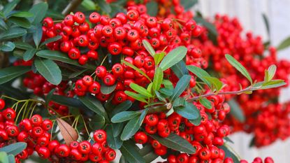 cotoneaster berries