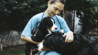 Vet with Bernese mountain dog and pup
