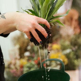 fern plant with hand and green pot