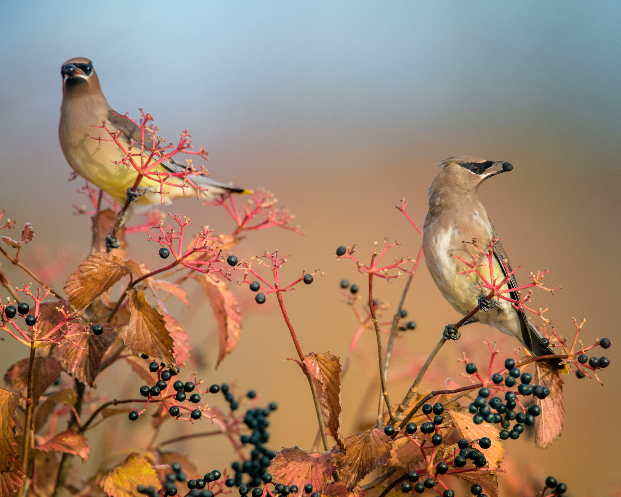 Beautiful portrait of two Cedar Waxwing feeding on elderberries from a bush in Fall